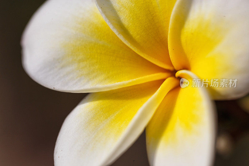 鸡蛋花(plumeria)