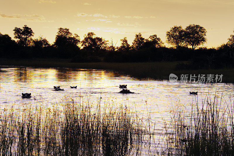 河马在黄昏时在塞林达野生动物保护区，博茨瓦纳