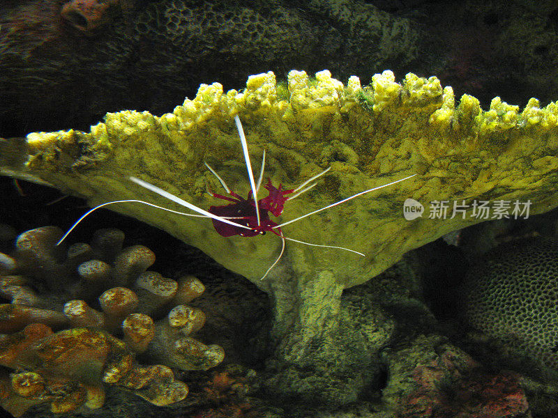 虾水族馆