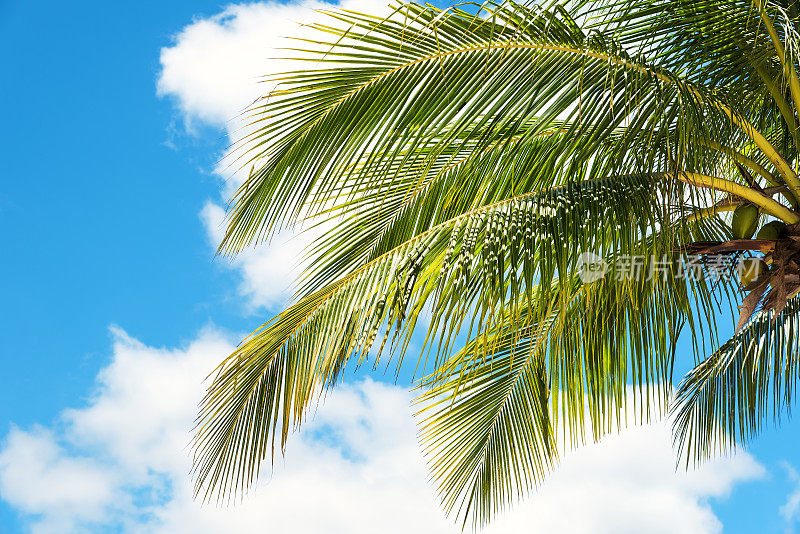 夏天的棕榈叶越过云层天空的背景