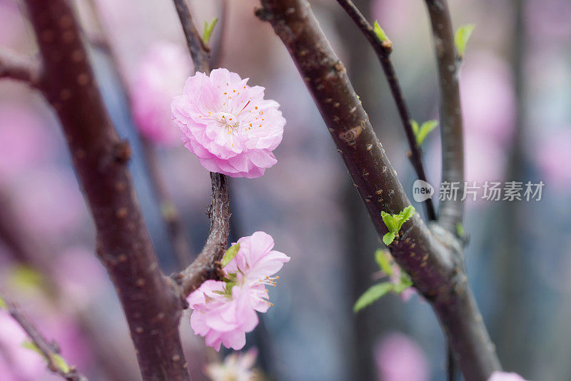 阳光下的桃花