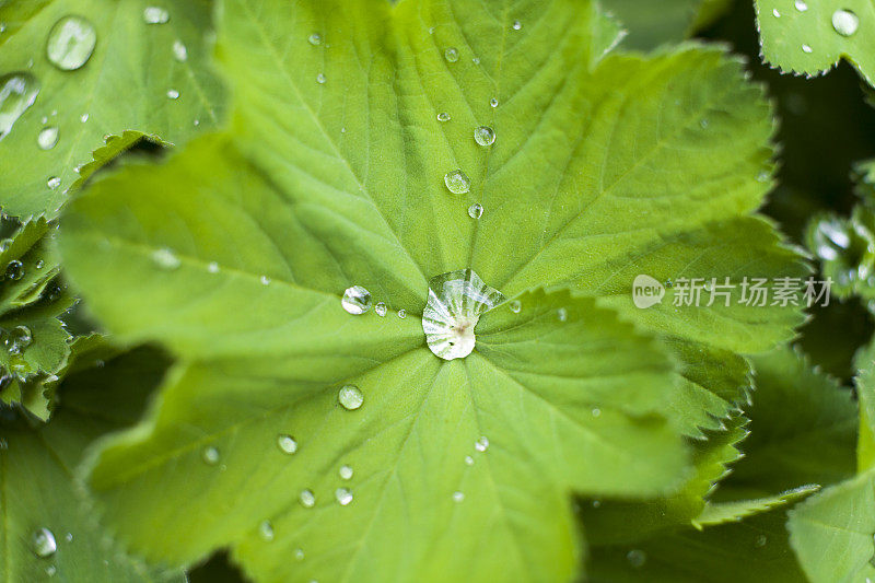 水滴在叶子上