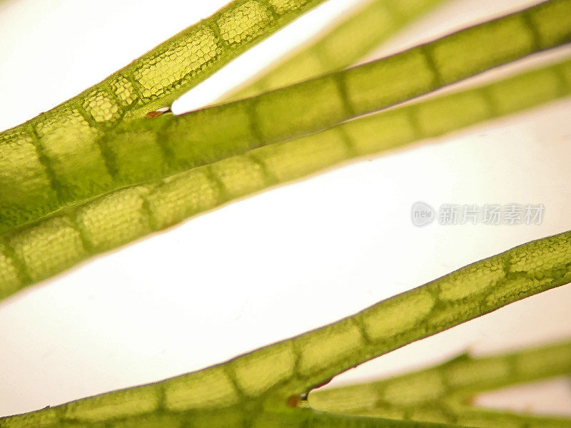 水生植物细胞的显微镜观察