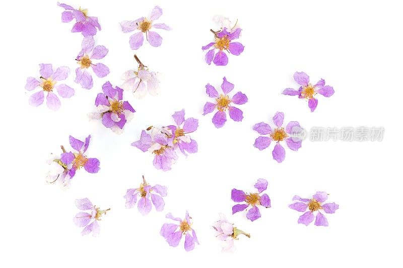 紫花紫薇，白色底，紫色花
