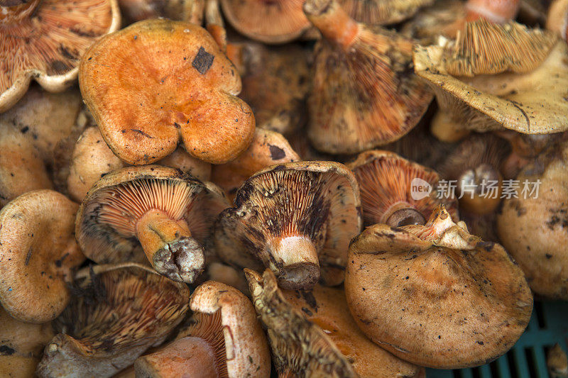 市场上的野生蘑菇