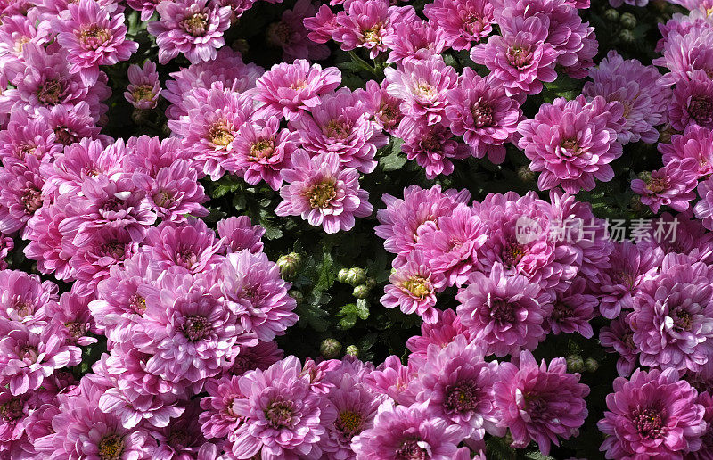 粉红色的菊花