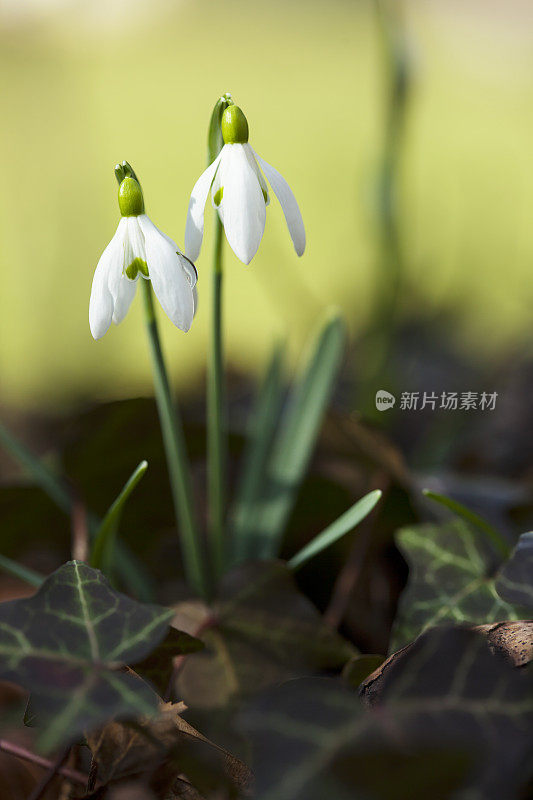 春天的雪花