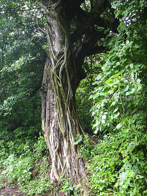 洪都拉斯Tigre山谷的Ceiba树岛