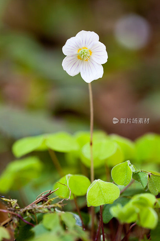 木酢浆草属