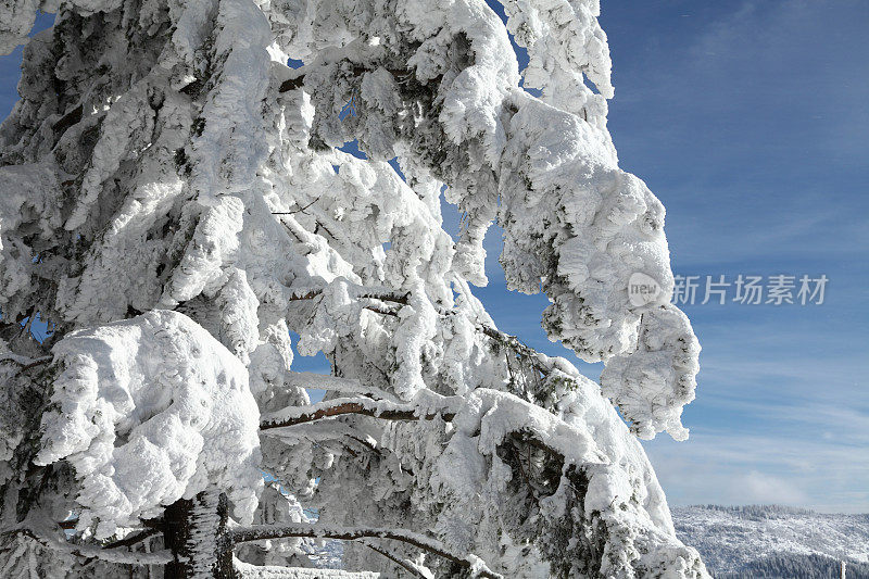 冰雪冬天的景观与杉木细节
