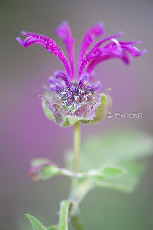 香蜂花