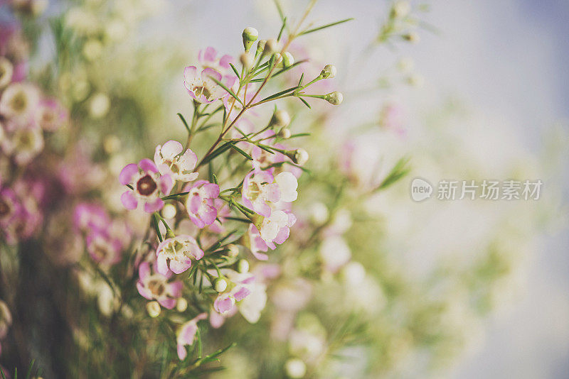 精致美丽的新鲜蜡花映衬着蓝色的背景