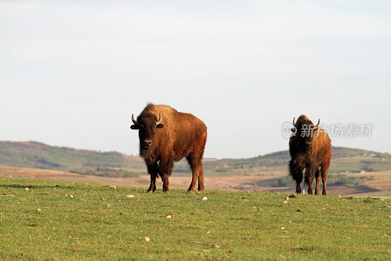 阿尔伯塔省的两头野牛