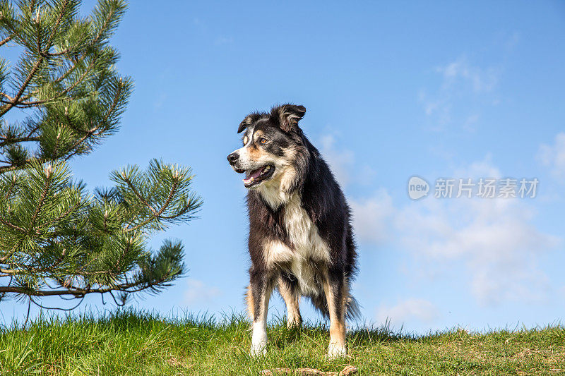 草地上友善的边境牧羊犬