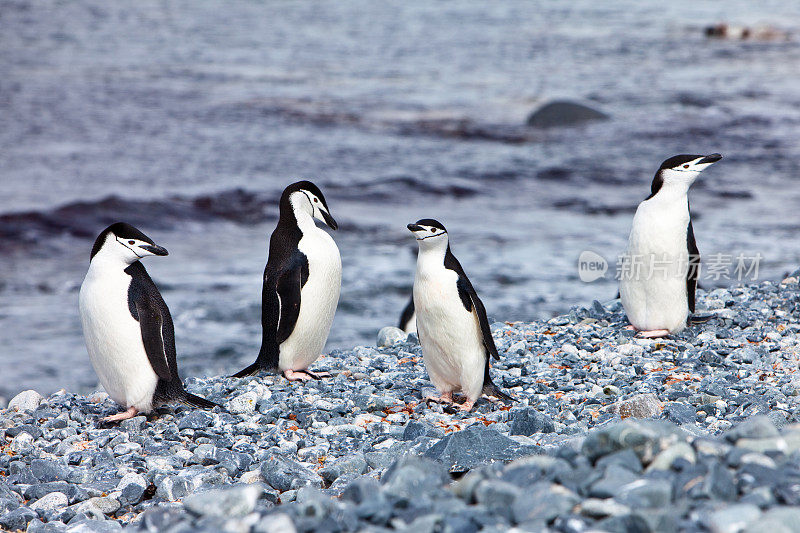 南极半月岛的帽带企鹅
