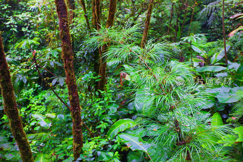 哥斯达黎加蒙特韦尔德的热带雨林