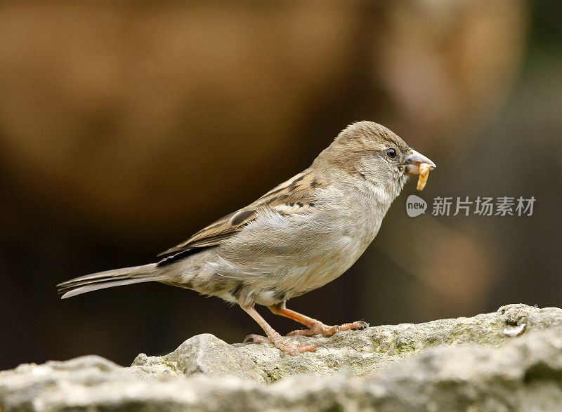 家麻雀(家麻雀)