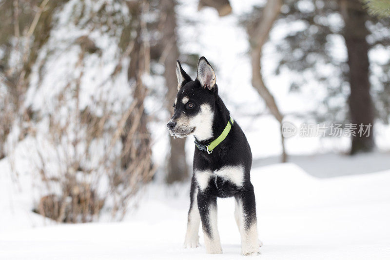 西伯利亚寻回犬幼犬11周大
