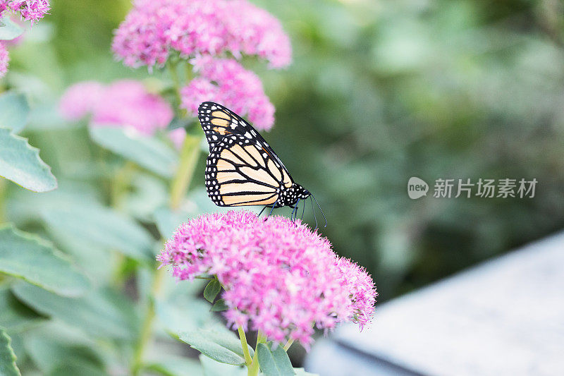 帝王蝶在盛开的景天花上