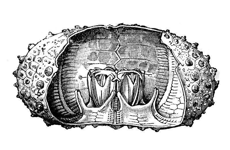 海胆壳内部的古董插图
