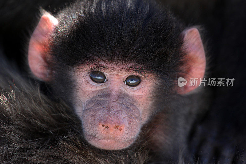 南非:恰克马狒狒宝宝
