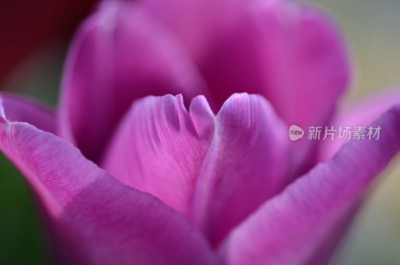 紫色郁金香与选择焦点