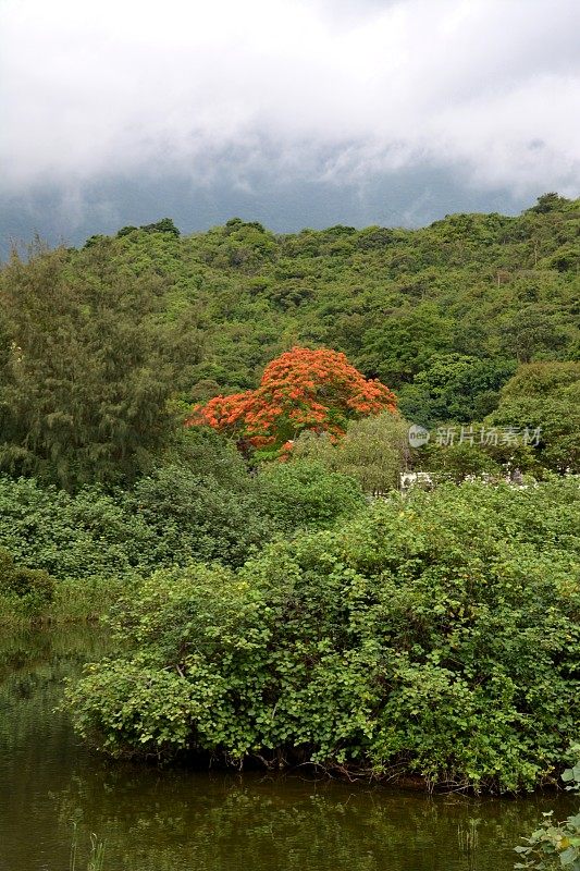 香港大屿山青塘