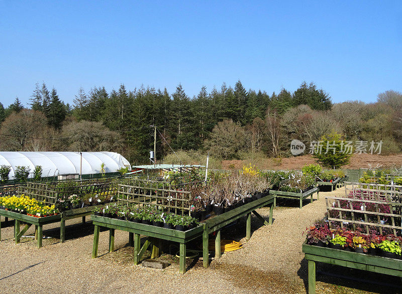 花园中心苗圃内的花盆、水仙花及温室