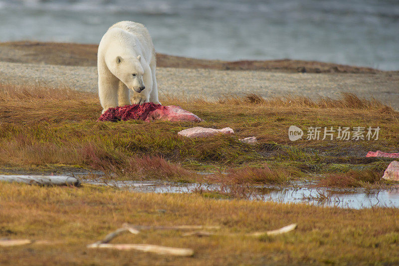 北极熊在陆地上吃鲸鱼肉