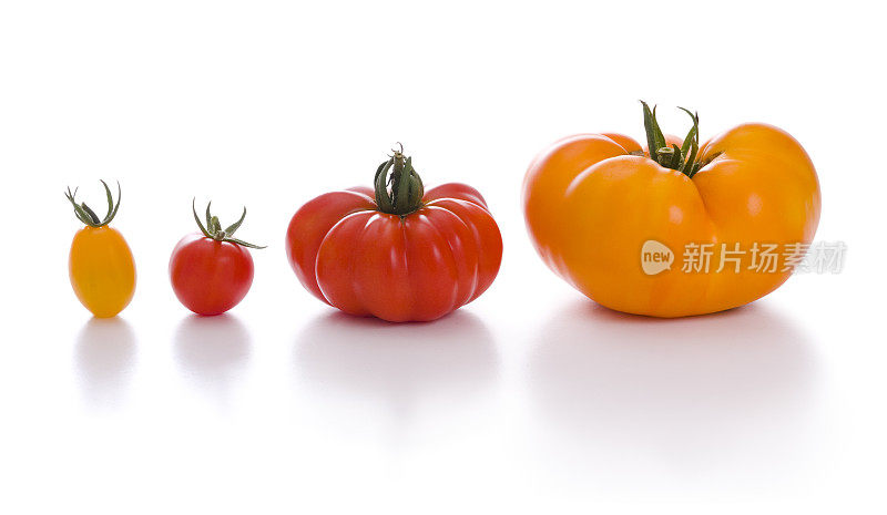 四种有机番茄品种