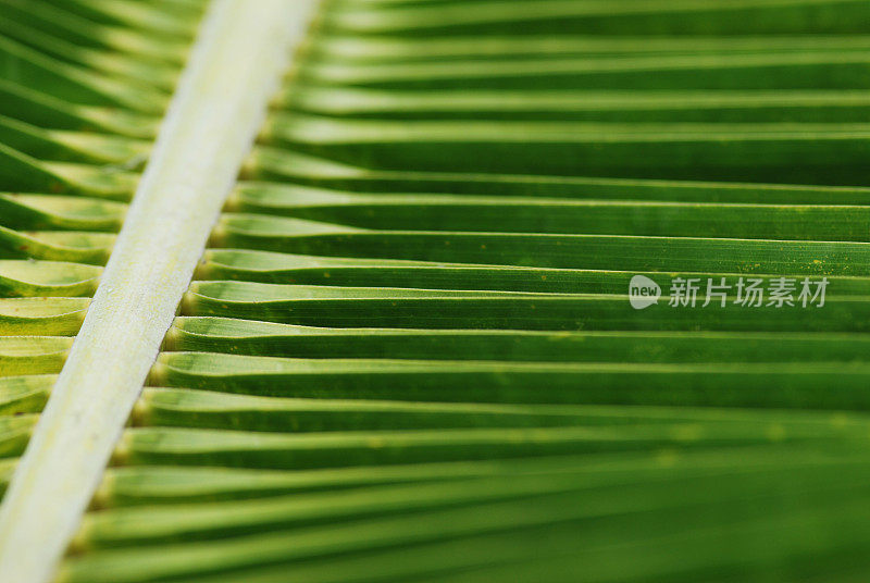 椰子叶特写