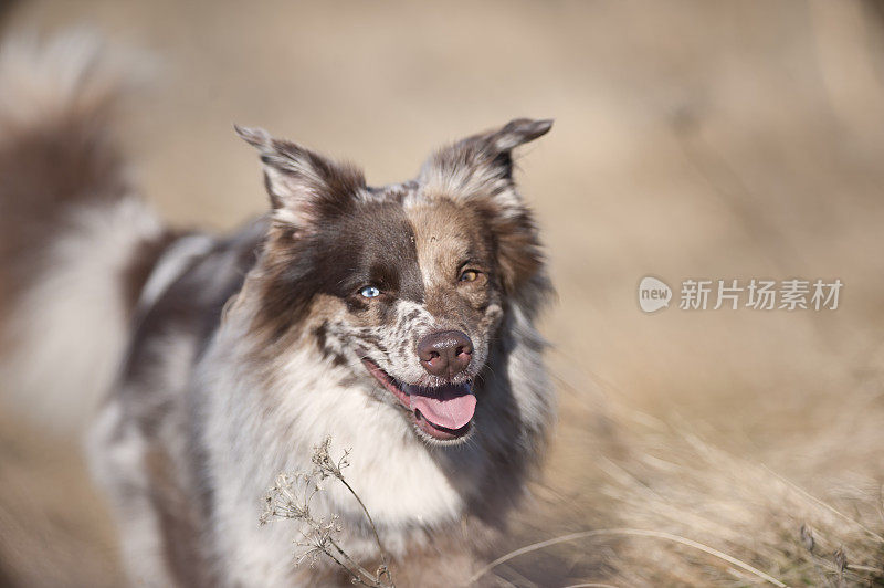 干草丛中的澳大利亚牧羊犬