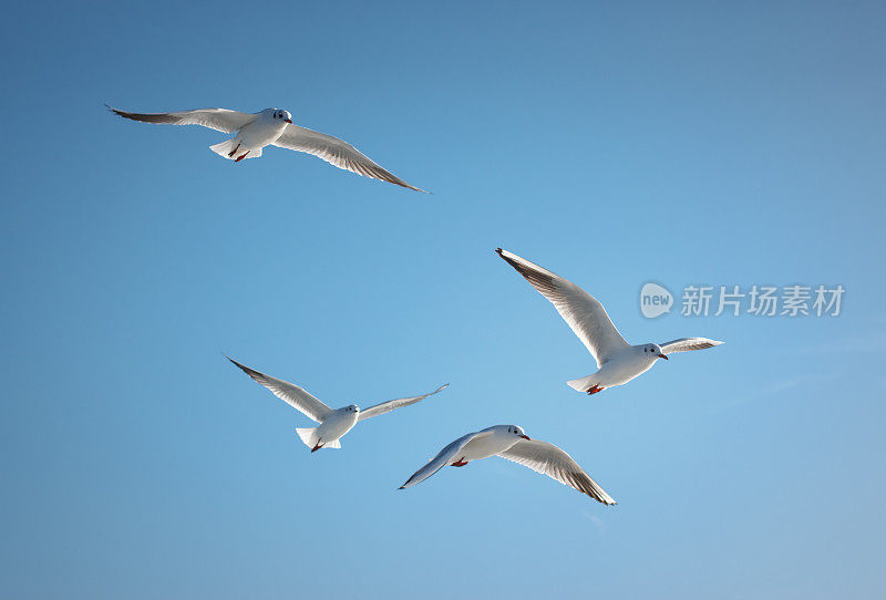 海鸥