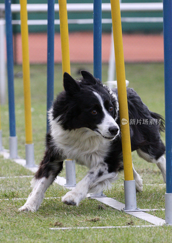 边境牧羊犬比赛。