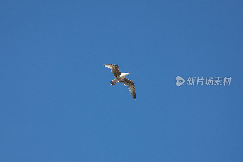 一只海鸥在蓝天翱翔