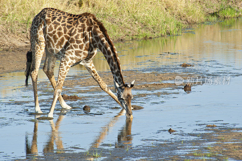 长颈鹿正在伸开双腿喝水