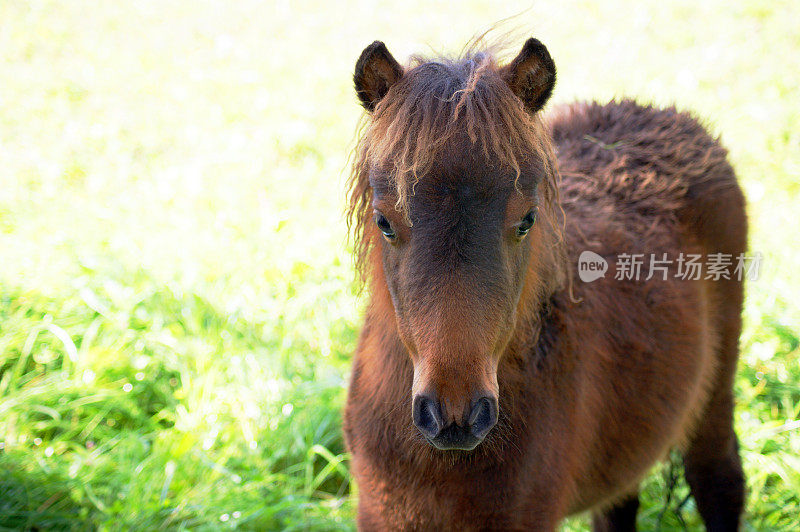 蓬松的棕色仔