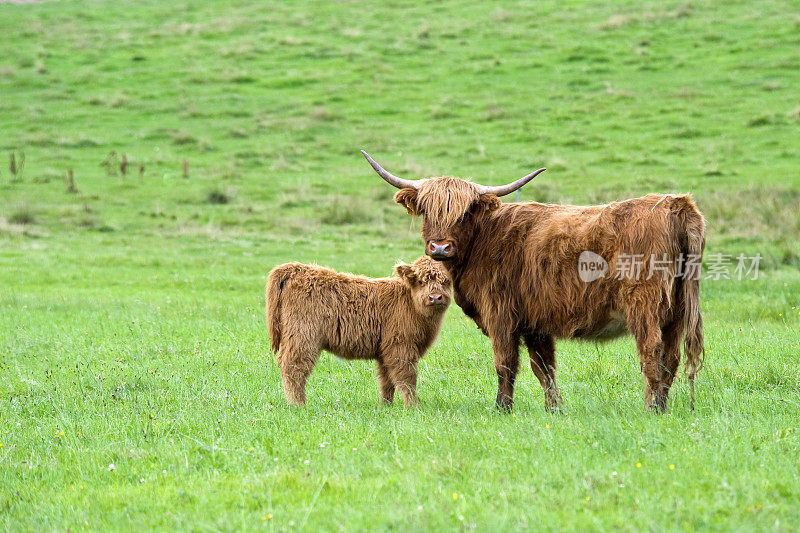 高原牛-母亲和小牛在绿色的牧场
