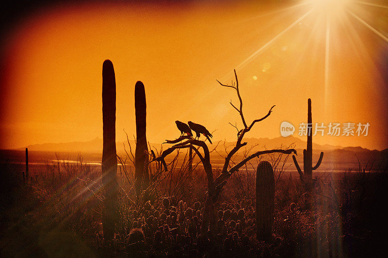 南亚利桑那沙漠日落与撒瓜罗和休息猎人