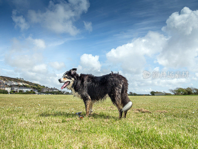 边境牧羊犬站在草地上