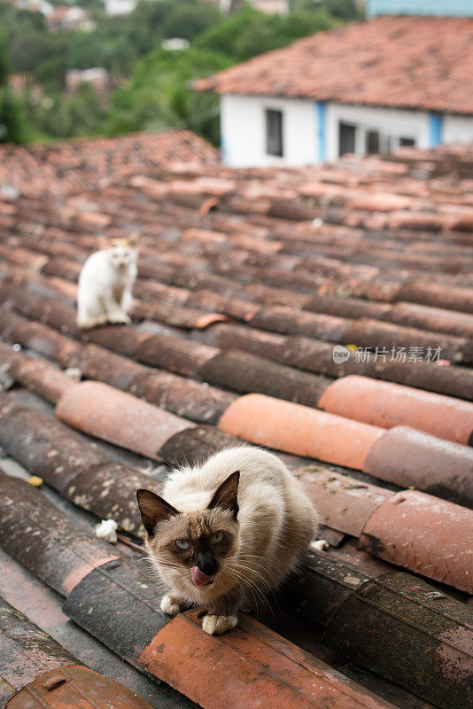 猫在警报