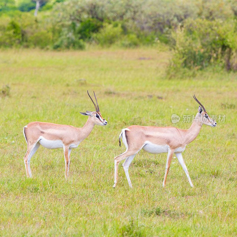 格兰特是Gazelles