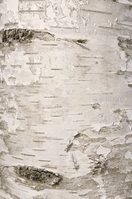 白桦树皮