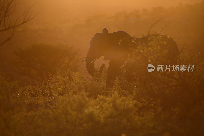 日落时的非洲象