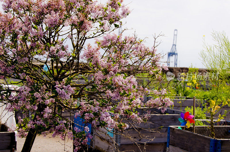 夏季城市色彩缤纷的城市花园