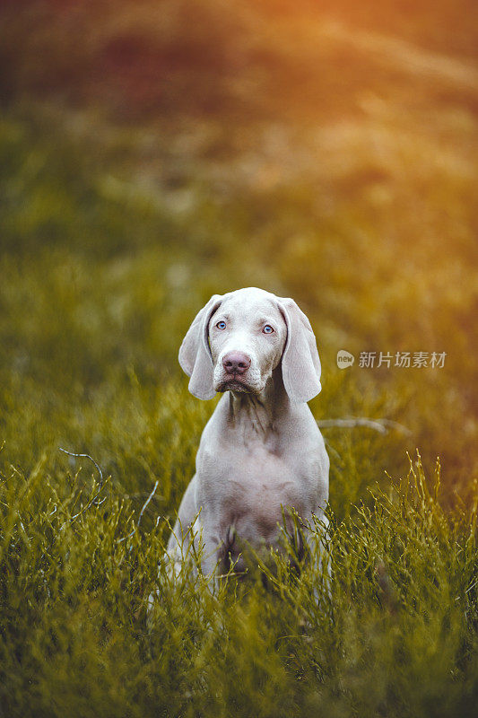 魏玛猎狗幼犬