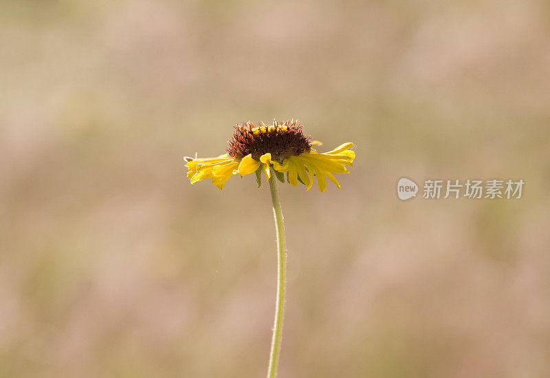 野花