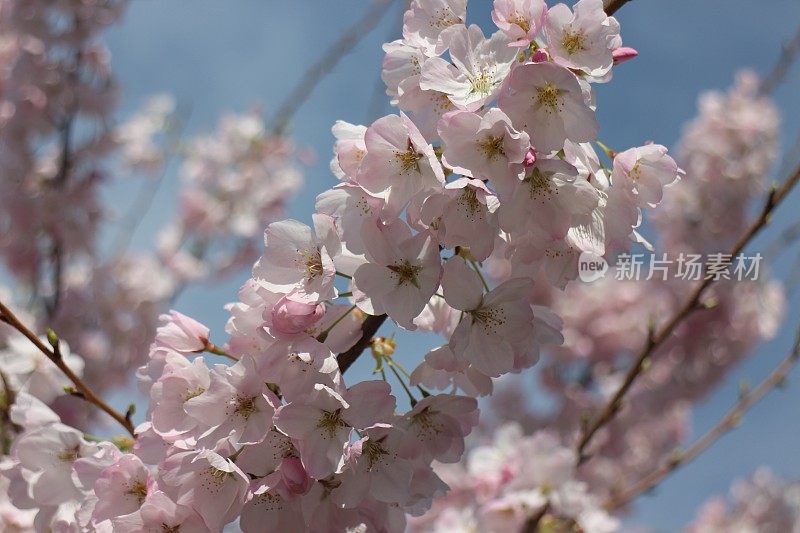 日本樱花