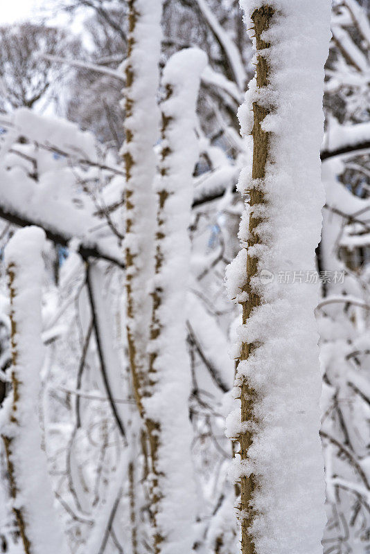 冬天的森林里下雪了