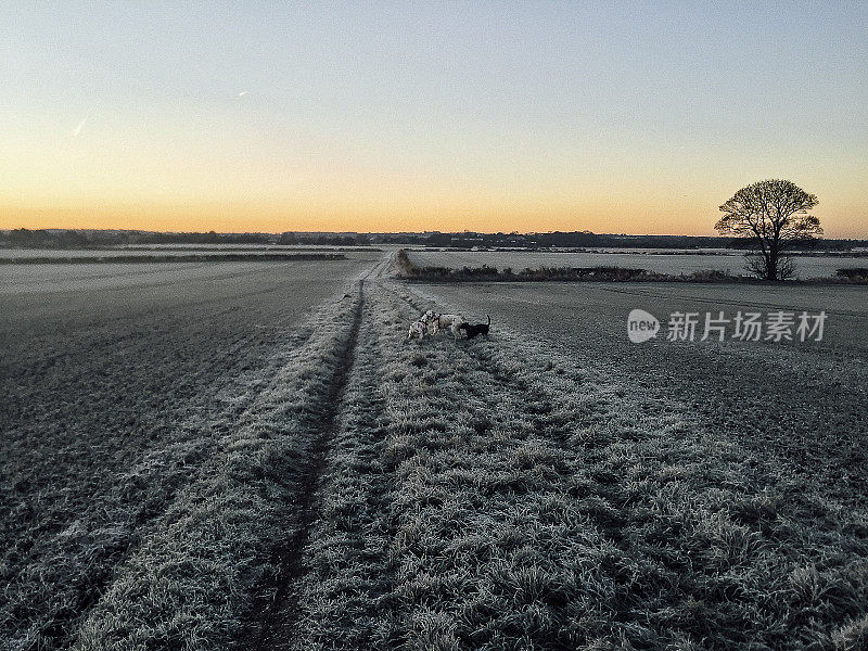 霜冻清晨的斑点狗。
